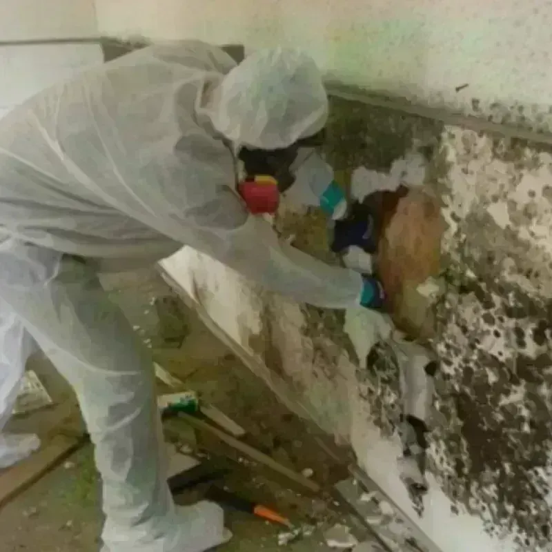 Mold Remediation and Removal in Roswell, NM